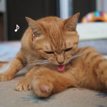 やさぐれ風猫♪