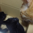 半年で17匹と出会った猫　20261010