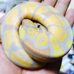 ボールパイソンとレオパと過ごす