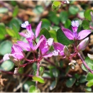 ヒメハギとダイサギさんの春のおしゃれ