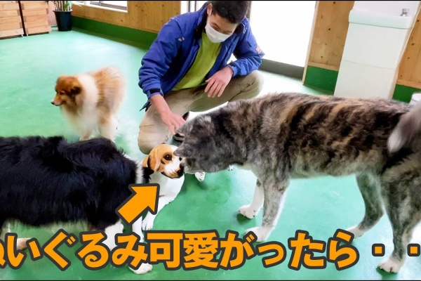 ペット動画まとめch おもしろ動画