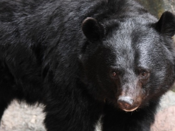 ツキノワグマなら勝てそう←この風潮なに？