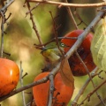 熟しガキにメジロがやってきました