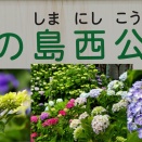上の島西公園あじさい