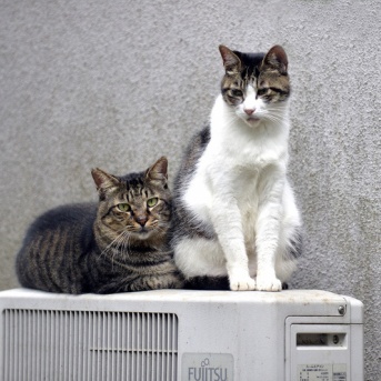たまお　負けない猫の思い出３