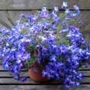 初恋草・・レケナウルティア