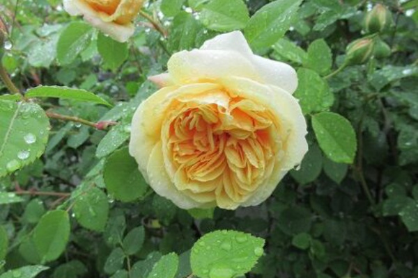 ミセスケイの薔薇コラム ティージングジョージア