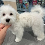 群馬県高崎市　ワンラブ　カインズ東部高崎店のブログ