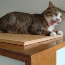 電話帳って、要る？そして田舎暮らしの良し悪し…