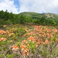 湯ノ丸山のレンゲツツジ観賞-2025-06-18