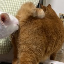 猫のコミュ力モンスター　20260708