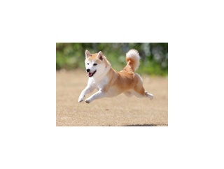 8-11-3　小池　なつちゃん　4歳　南あわじドッグラン・飛行犬撮影所にて