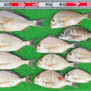 2026年4月18日　釣果