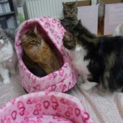 猫ベッドの順番待ちをする大きな猫