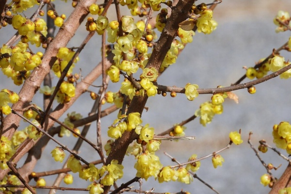 季節の花畑ウォッチング ロウバイ科