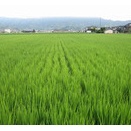 種まきから12週間