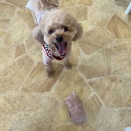 ドッグカフェにて