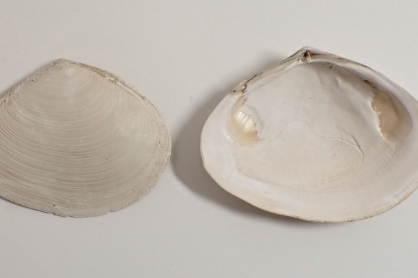 図鑑を作る（二枚貝編） - ニッコウガイ科