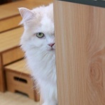 猫カフェ ねこまんまBlog