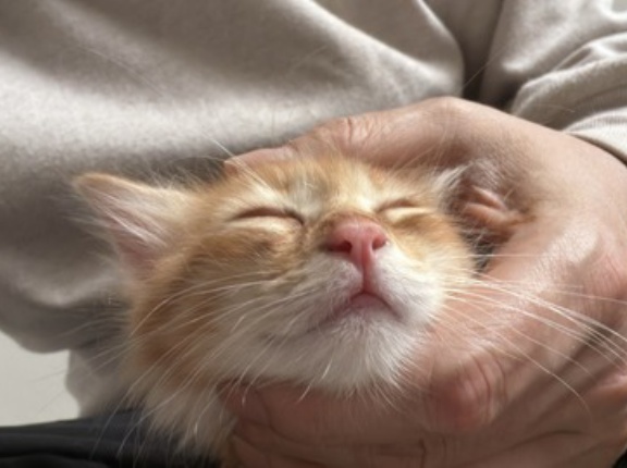 子猫の食育とトイレ事情　20260511
