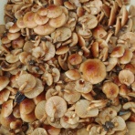 御巌鬼山((オイワキヤマアソベ))阿曽辺のキノコハンター日記只今冬眠中…