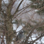 アナベルにかこまれて