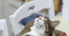 羽好き猫と歌うと来る猫。