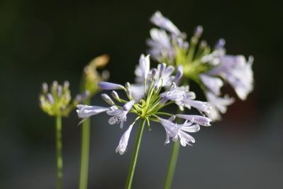 EBC FUJINON.T 135mm f2.5(M42) : 会計士によるバリューアップ