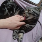 ﾈｺﾁｬﾝのﾆﾝｹﾞﾝ育成日記