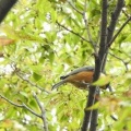 2026年10月4日の野鳥公園