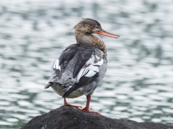 2025年11月27日の野鳥公園
