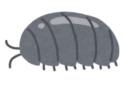 【悲報】『ダンゴムシ発言』で炎上する乃木坂界隈www