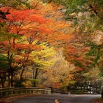 みちくさんぽ♬（人生道草散歩）