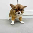 パピチーちゃん♡
