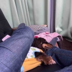 メルロコ一家の横須賀ストーリー