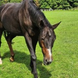 『緑のじゅうたん』の画像