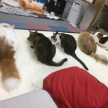 『猫カフェ(=^・・^=)』の画像