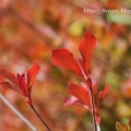 溜池の紅葉