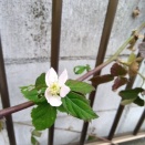 この寒いのに咲くか・・・・