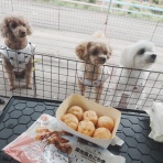 元保護犬 マルチーズとトイプードルの記録♪