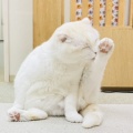Megさんのお当番日記『尻尾の日』。