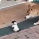 １匹の子ネコが店の前にいた。近づいた犬が吠えている。危ない、子猫がピンチだ！ → すると…