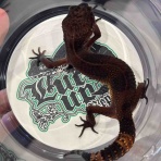 LUCK UP Reptiles