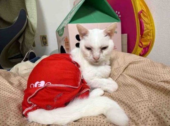 皮膚保護服と皮下輸液　20260118