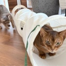 トンネルのりすたんに忍び寄る不穏な影…