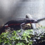 空飛ぶウサギと双子のラクダ。