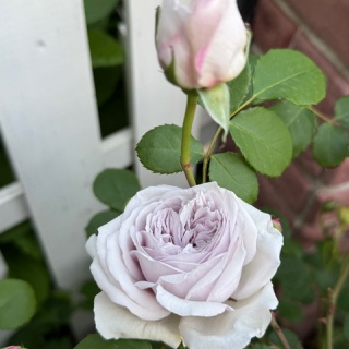 のばらのガーデニングブログ　Hana and Rose Garden+