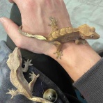 クレステッドゲッコー&ヤモリーズ&トカゲーズ