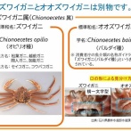 農林水産省がカニについて注意喚起！！「ズワイガニとオオズワイガニは別」