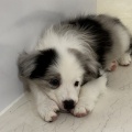 ブルーマールのボーダーコリー♡♡